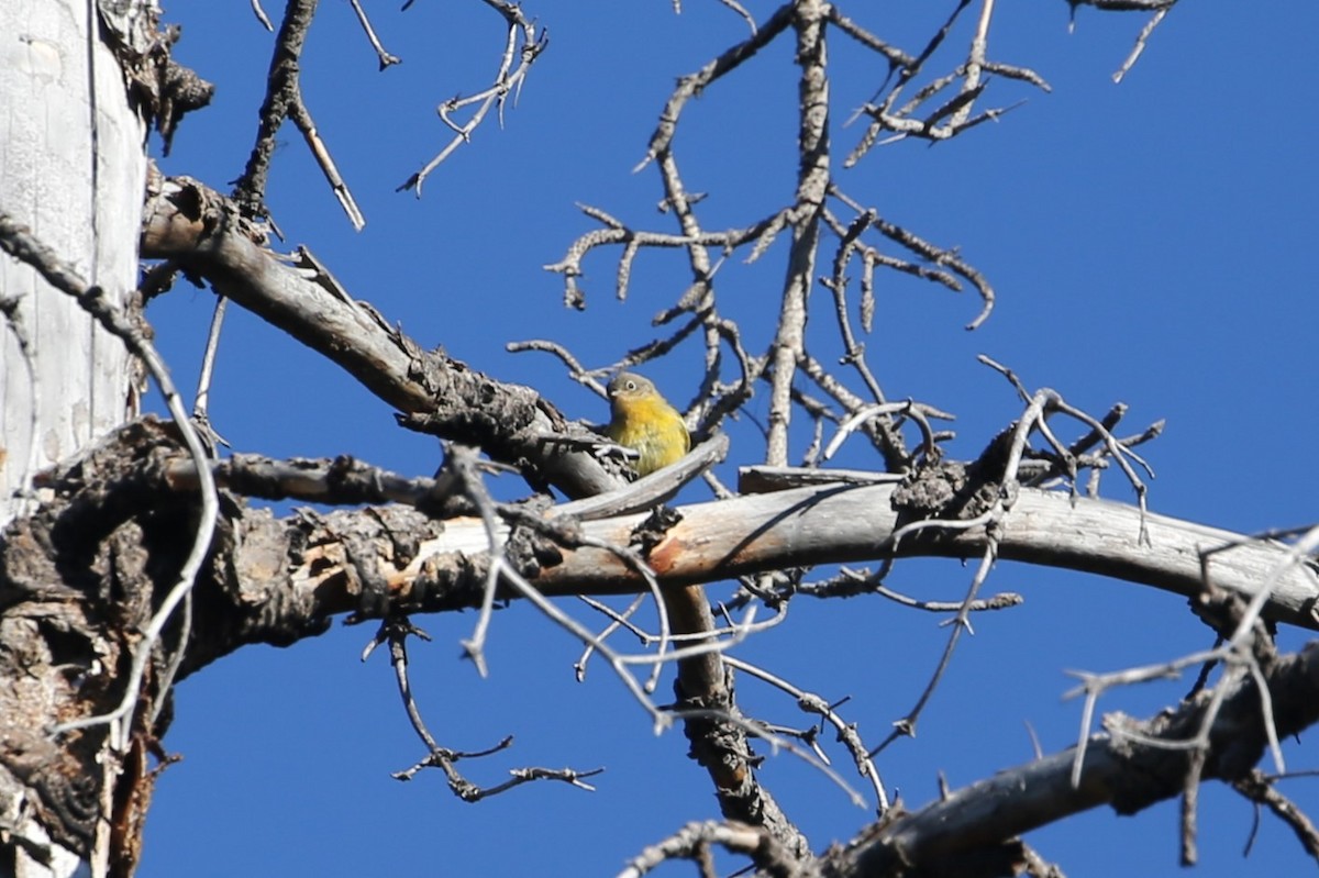Nashville Warbler - ML641360137