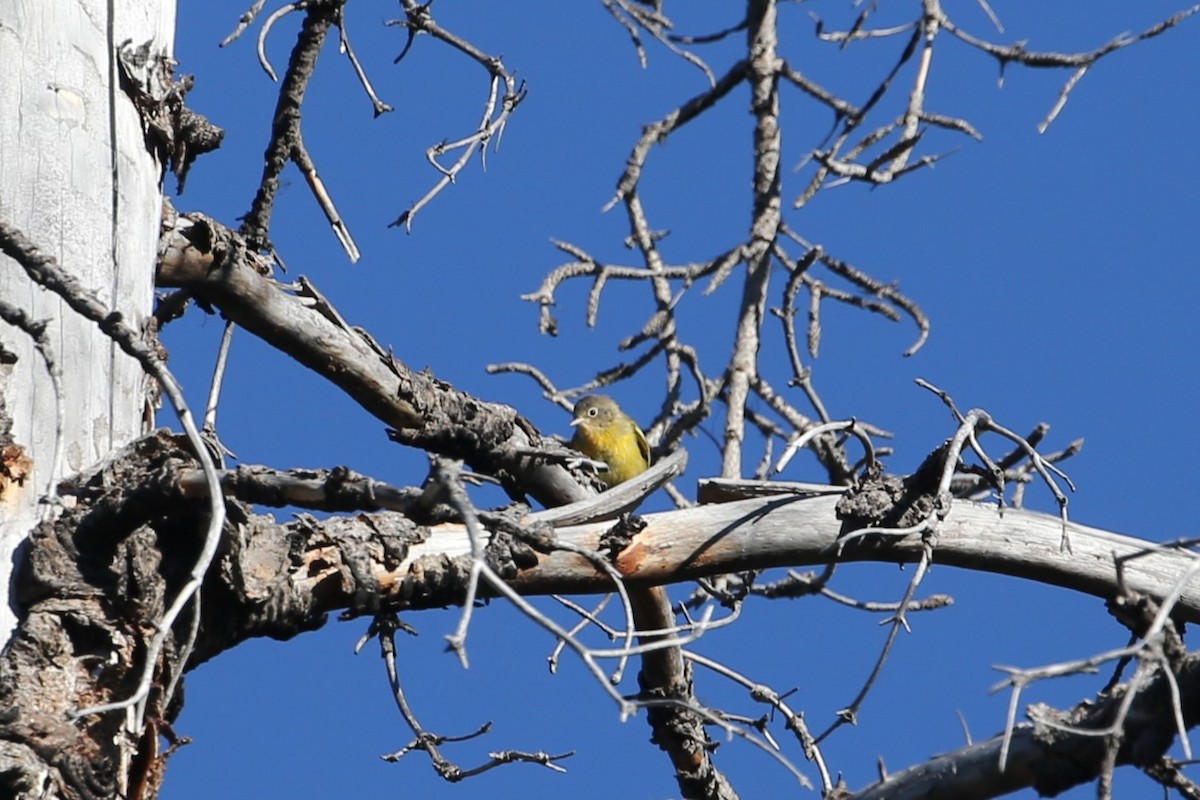 Nashville Warbler - ML641360138