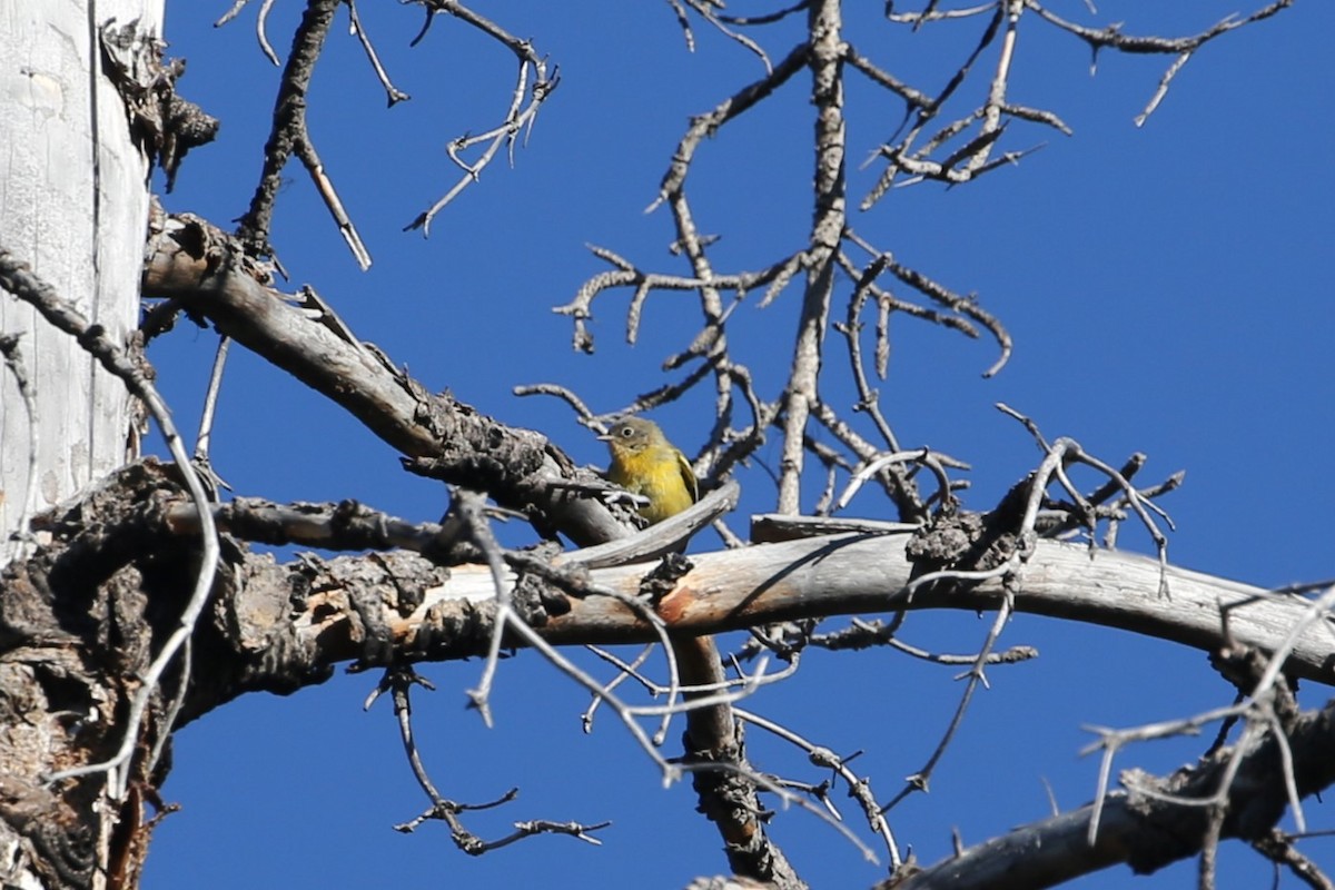 Nashville Warbler - ML641360139
