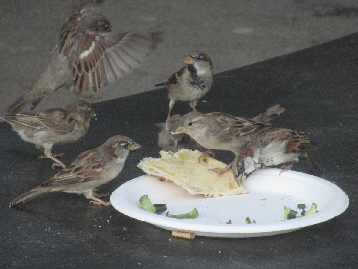 House Sparrow - ML641360148