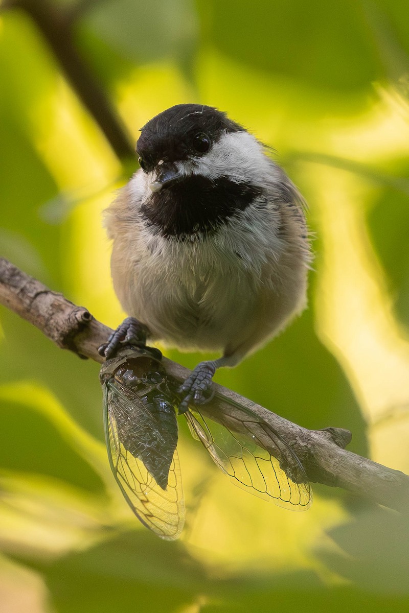 sýkora černohlavá - ML641360149