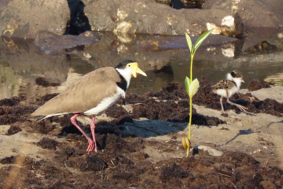 Masked Lapwing - ML641360151