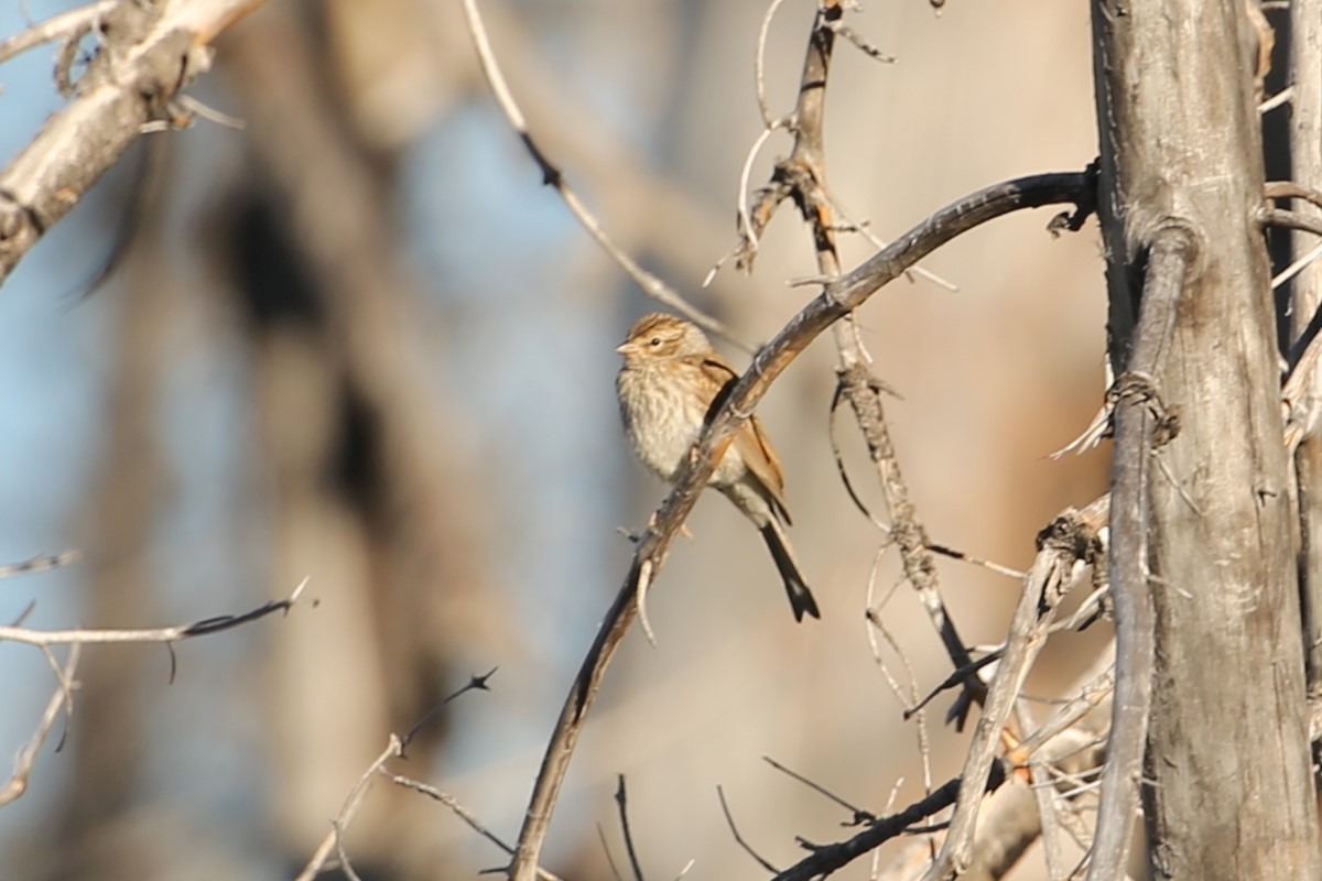 Chipping Sparrow - ML641360152