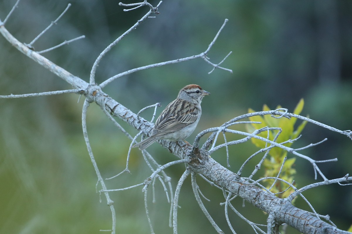 Chipping Sparrow - ML641360153