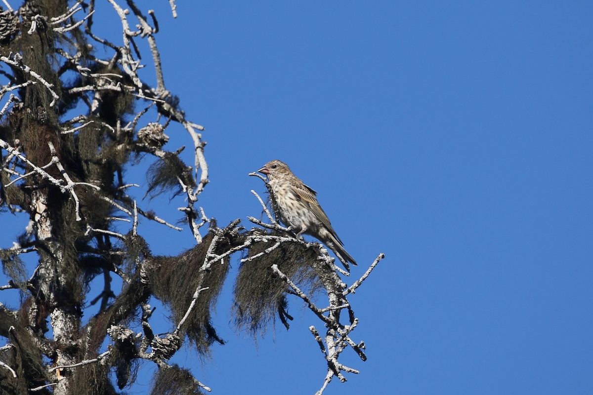 Cassin's Finch - ML641360156