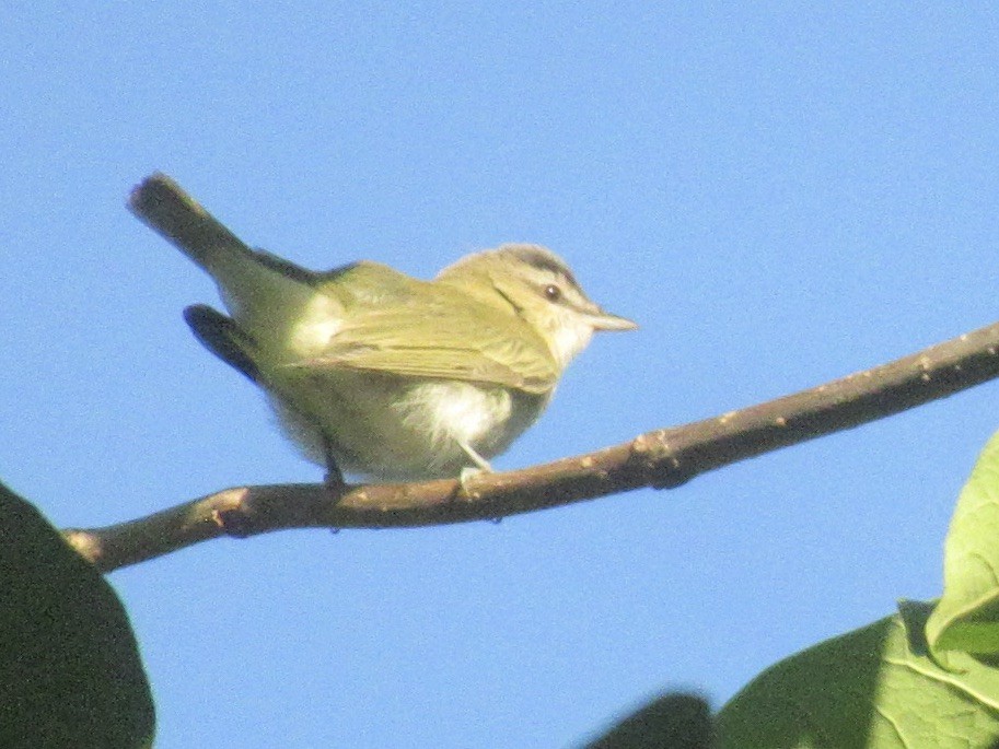 Red-eyed Vireo - ML641360159