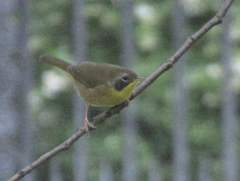 Common Yellowthroat - ML641360161
