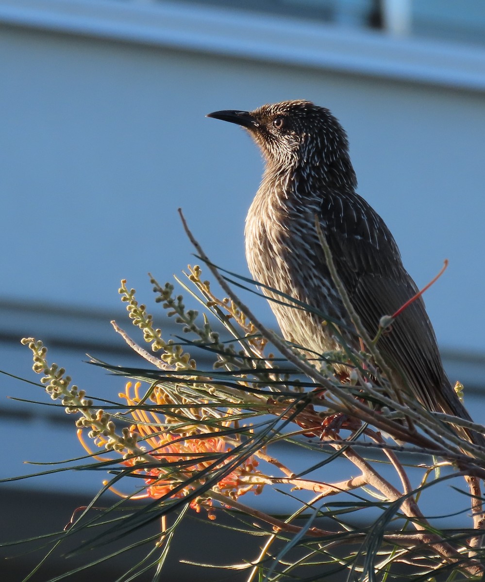 Little Wattlebird - ML641360162
