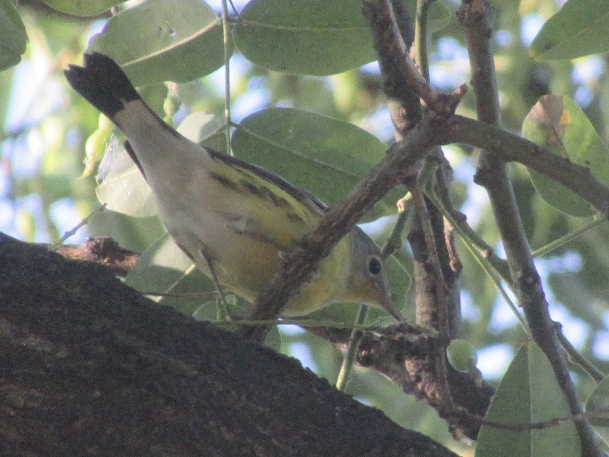 Magnolia Warbler - ML641360164