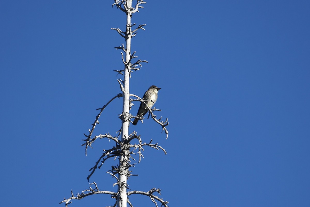 Olive-sided Flycatcher - ML641360166