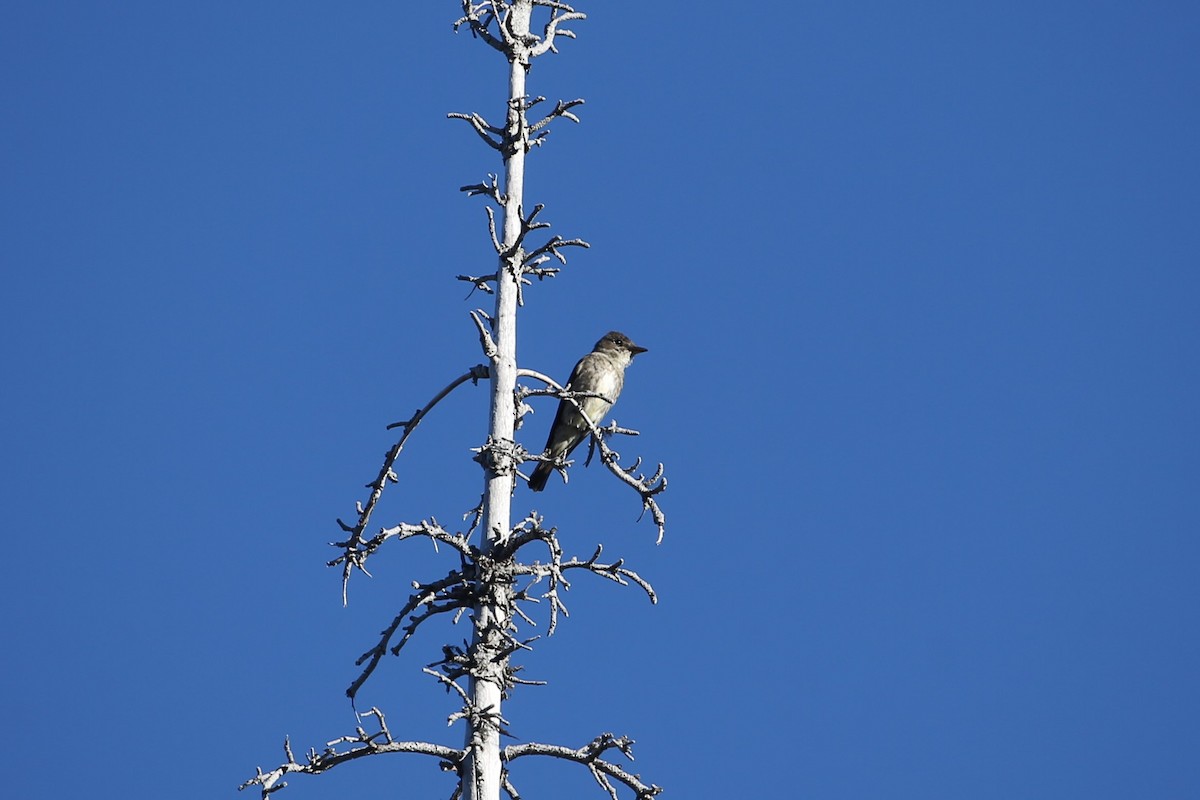 Olive-sided Flycatcher - ML641360167