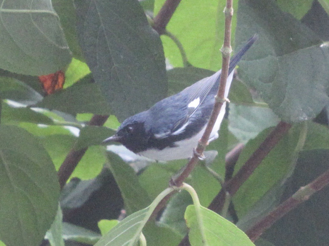Black-throated Blue Warbler - ML641360169