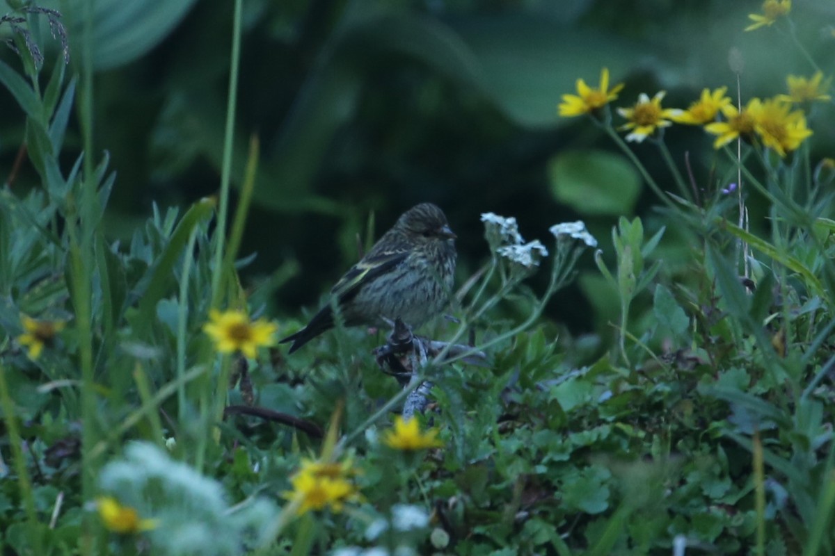 Pine Siskin - ML641360173