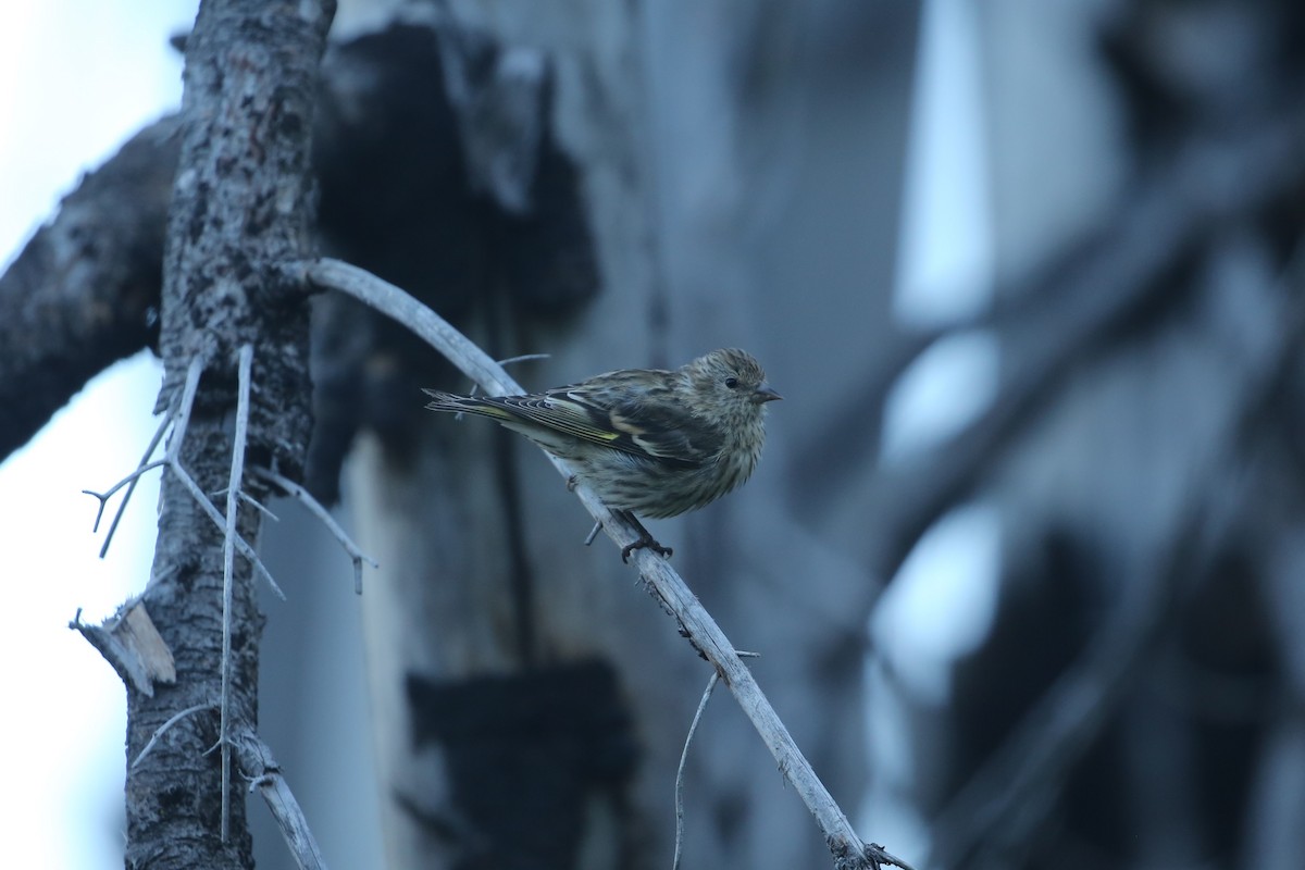 Pine Siskin - ML641360174