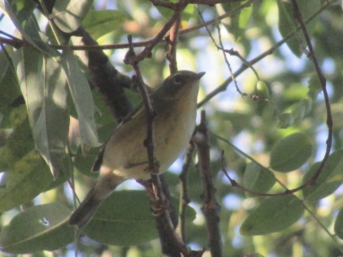 Black-throated Blue Warbler - ML641360175