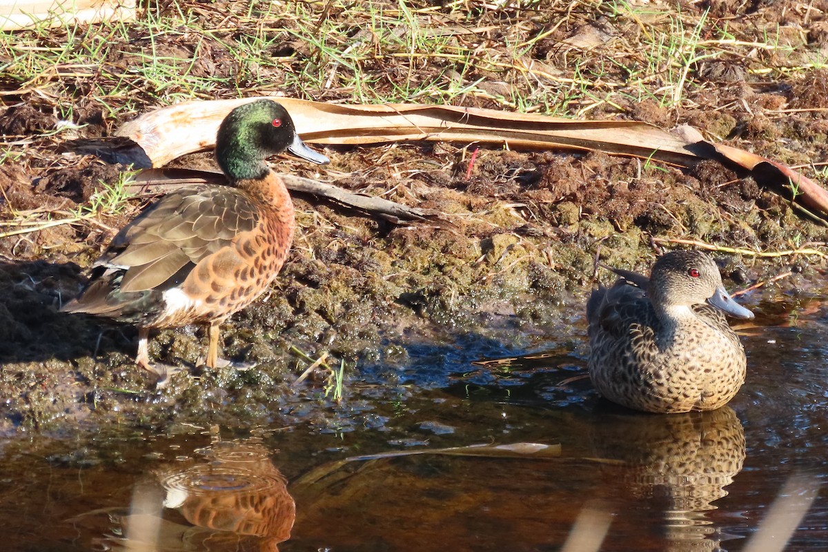Chestnut Teal - ML641360178
