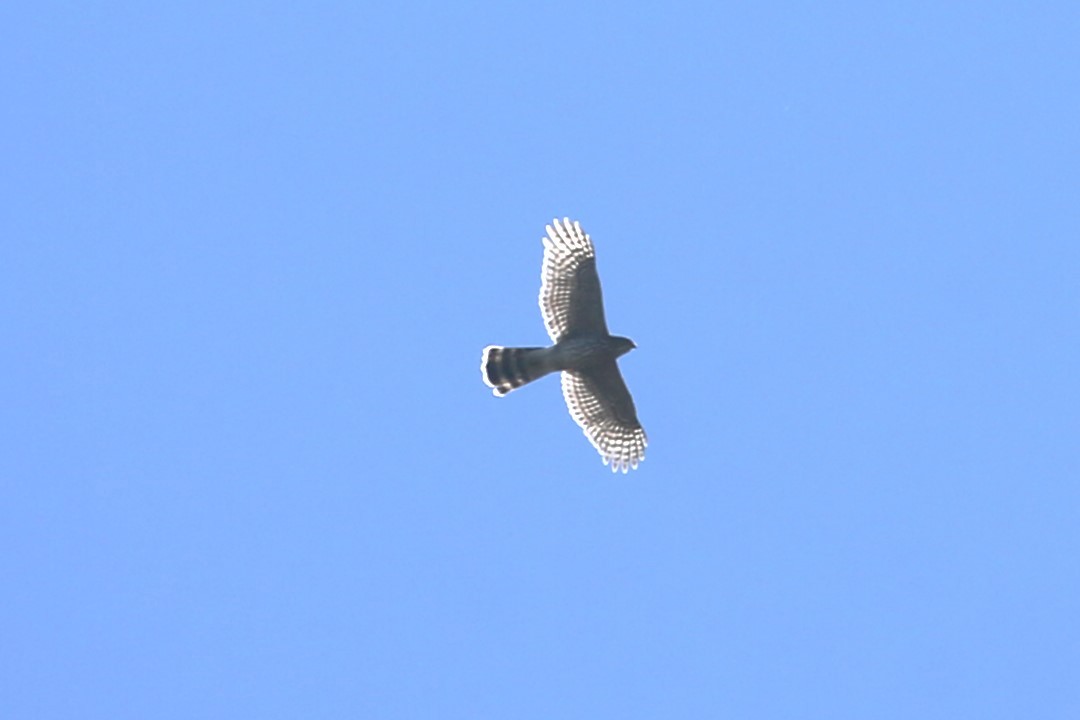 Cooper's Hawk - ML641360183