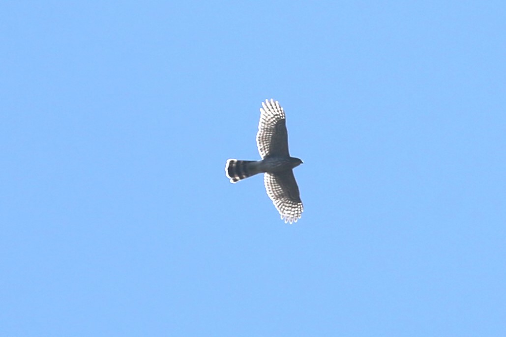 Cooper's Hawk - ML641360184