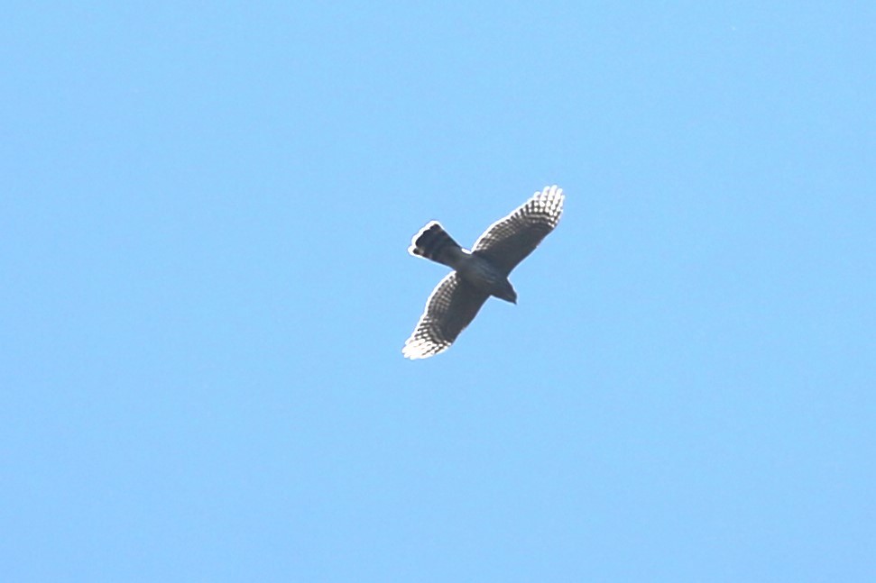 Cooper's Hawk - ML641360185