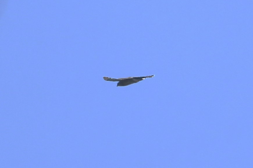 Cooper's Hawk - ML641360186