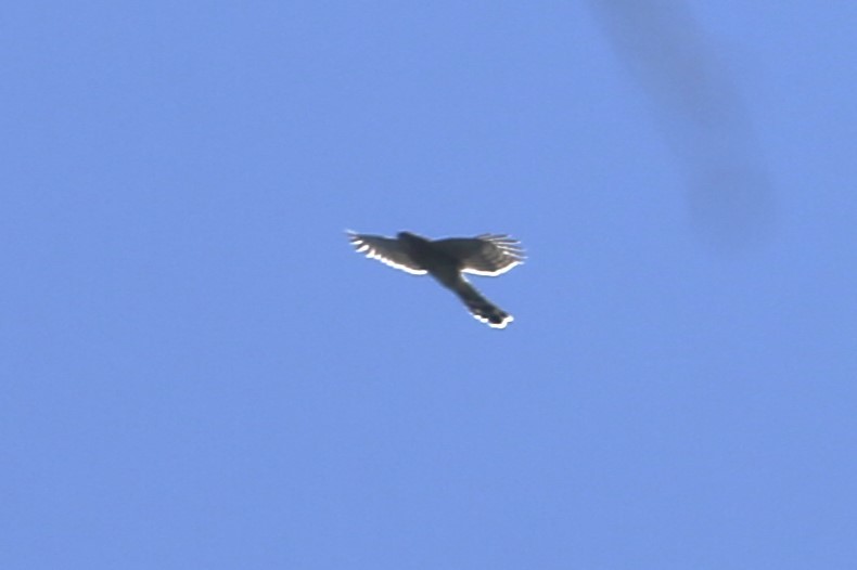 Cooper's Hawk - ML641360187