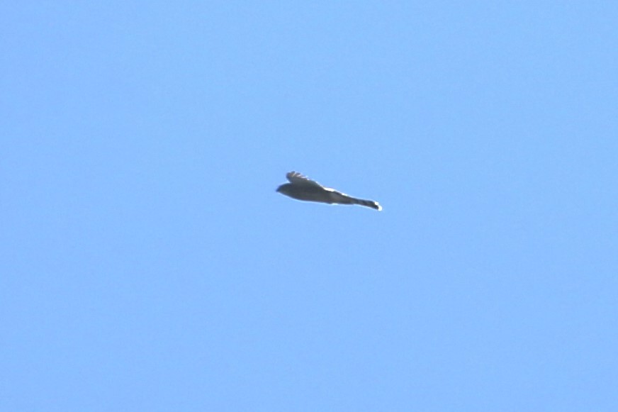 Cooper's Hawk - ML641360188