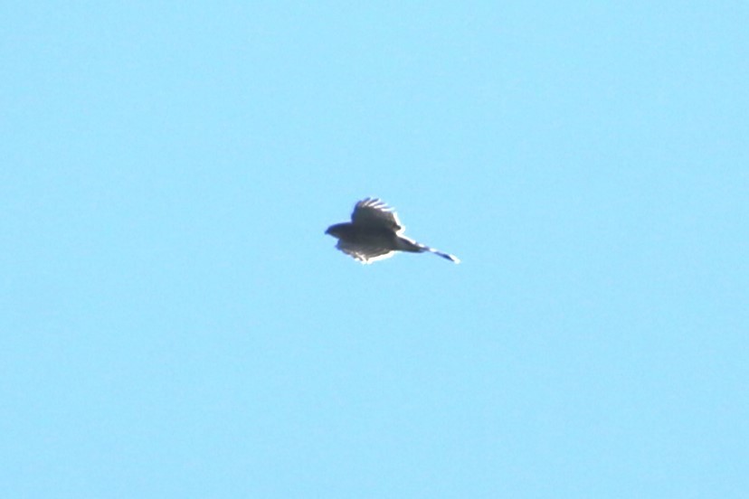 Cooper's Hawk - ML641360190