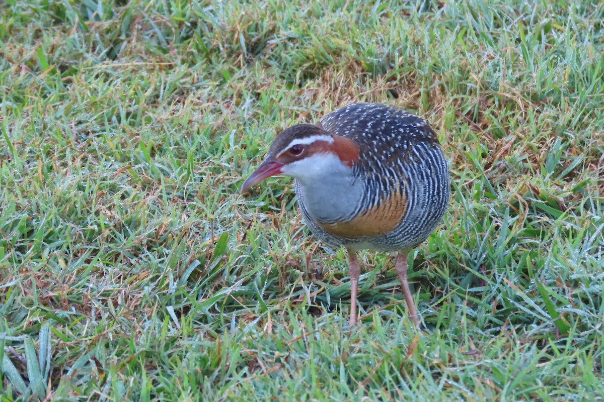 Buff-banded Rail - ML641360192
