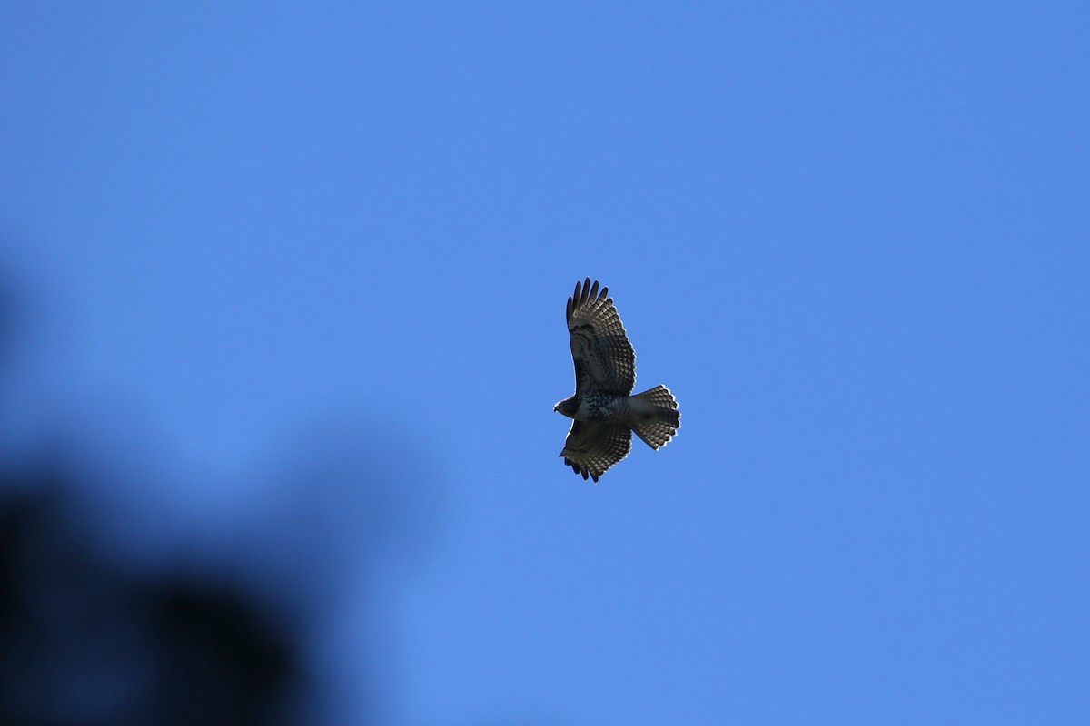 Red-tailed Hawk - ML641360197