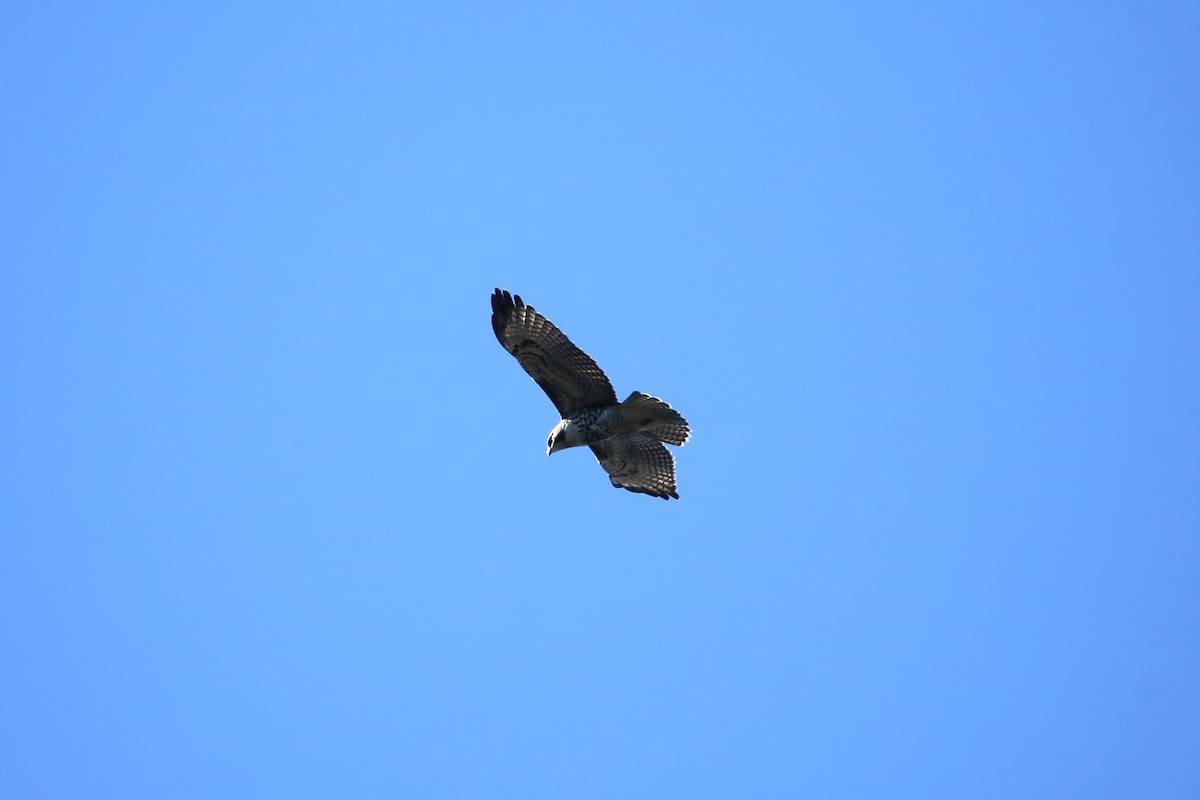 Red-tailed Hawk - ML641360198