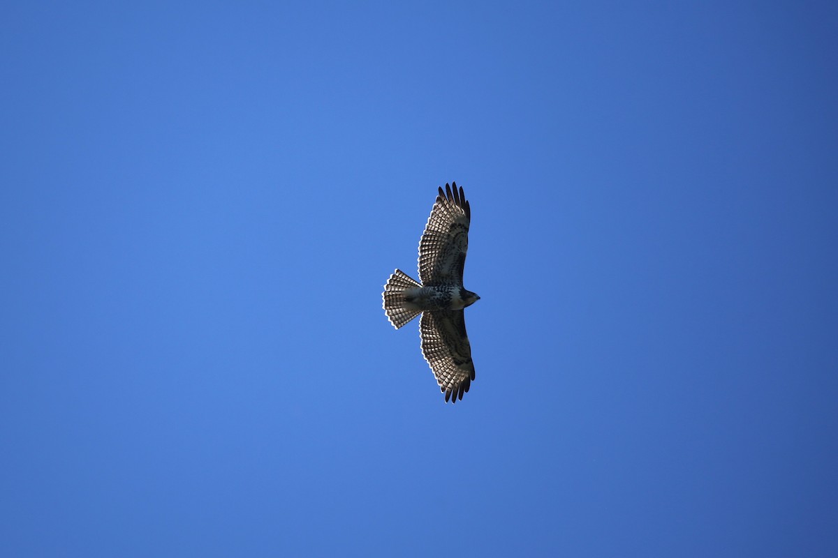 Red-tailed Hawk - ML641360199