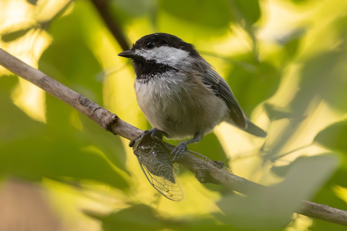 sýkora černohlavá - ML641360279