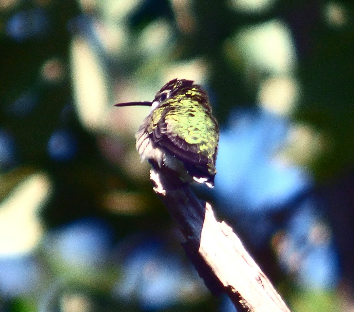 Ruby-throated Hummingbird - ML641360284