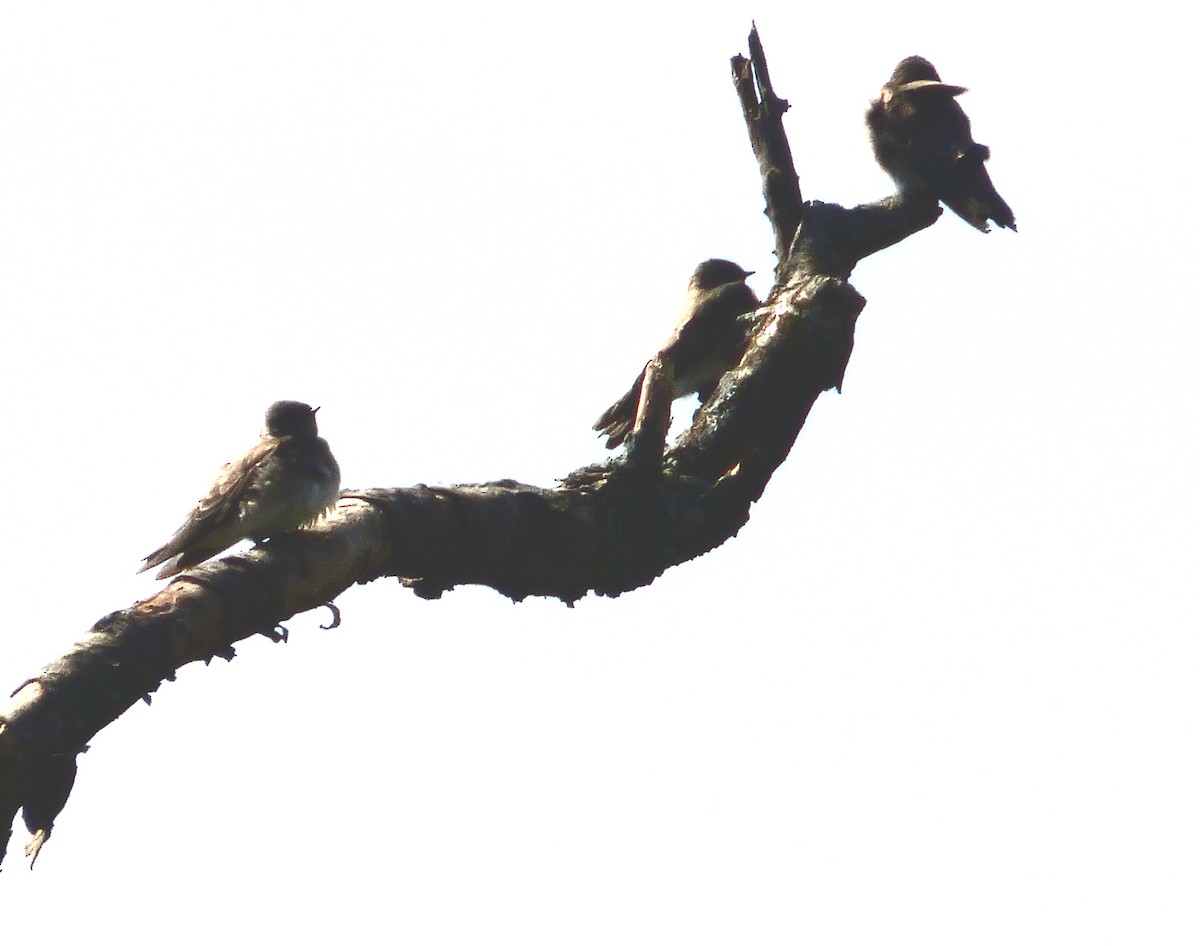 Northern Rough-winged Swallow - ML641360292