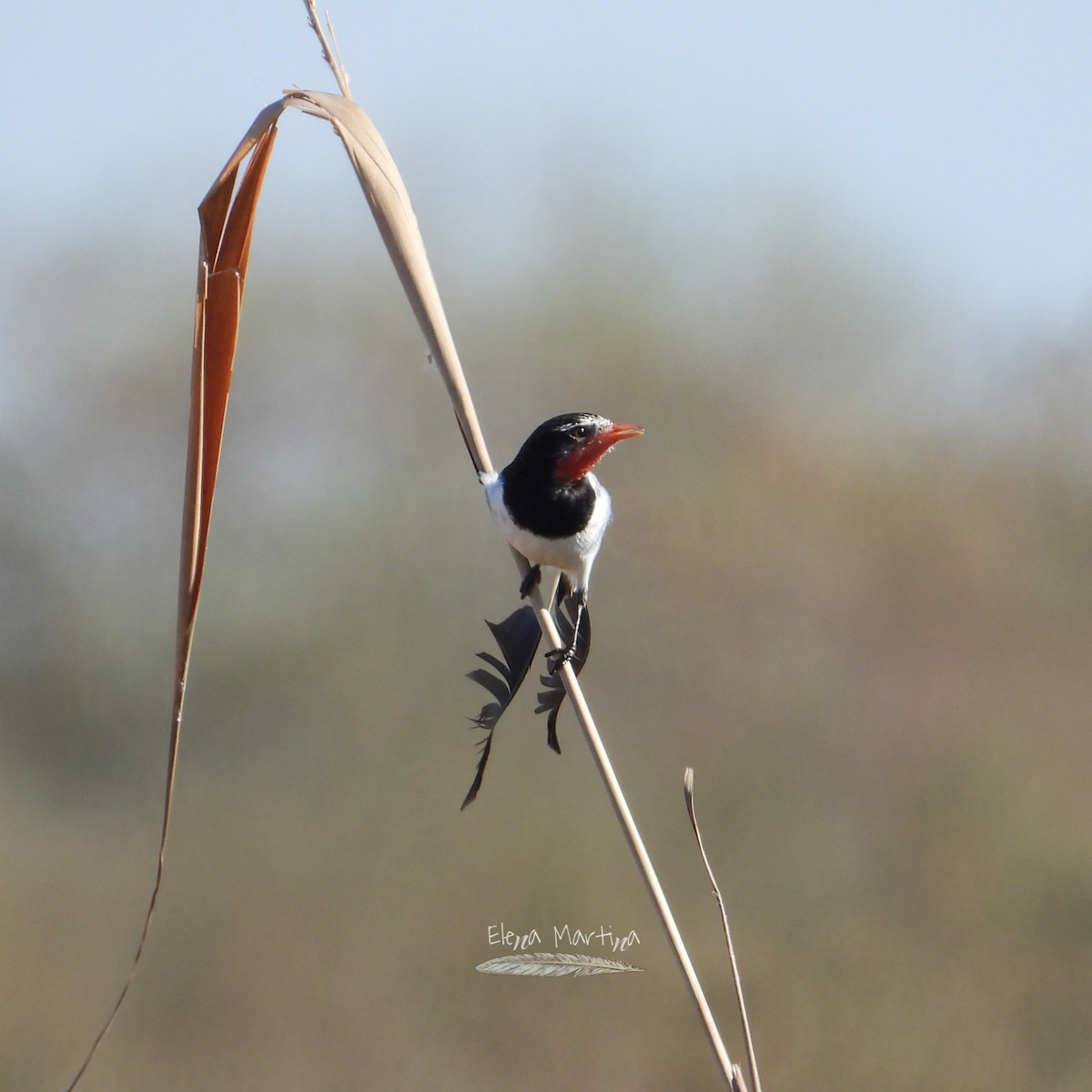 Strange-tailed Tyrant - ML641360296