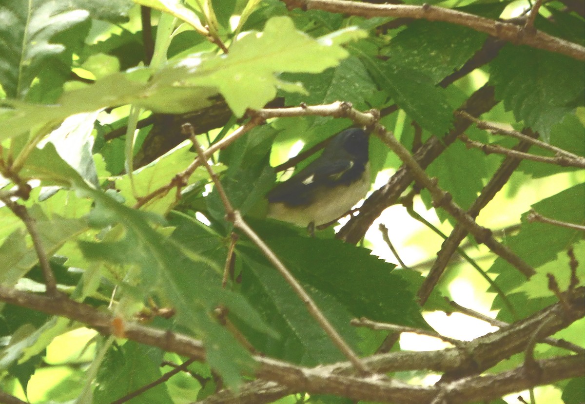 Black-throated Blue Warbler - ML641360319