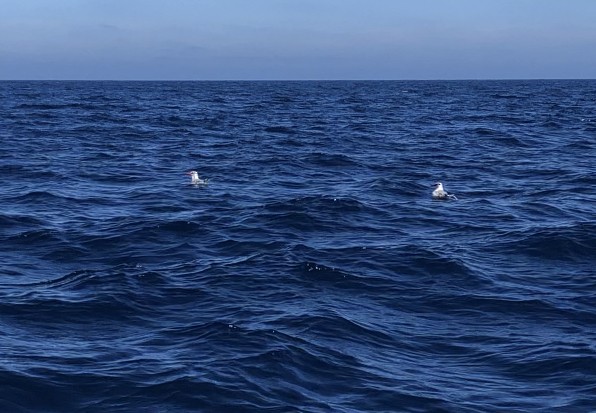 Red-billed Tropicbird - ML641360338