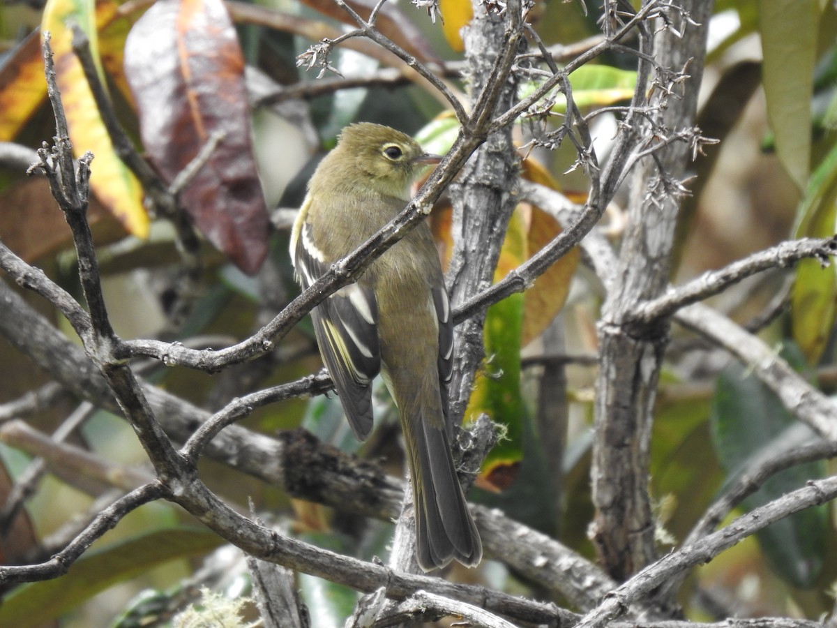Sierran Elaenia - ML641360375