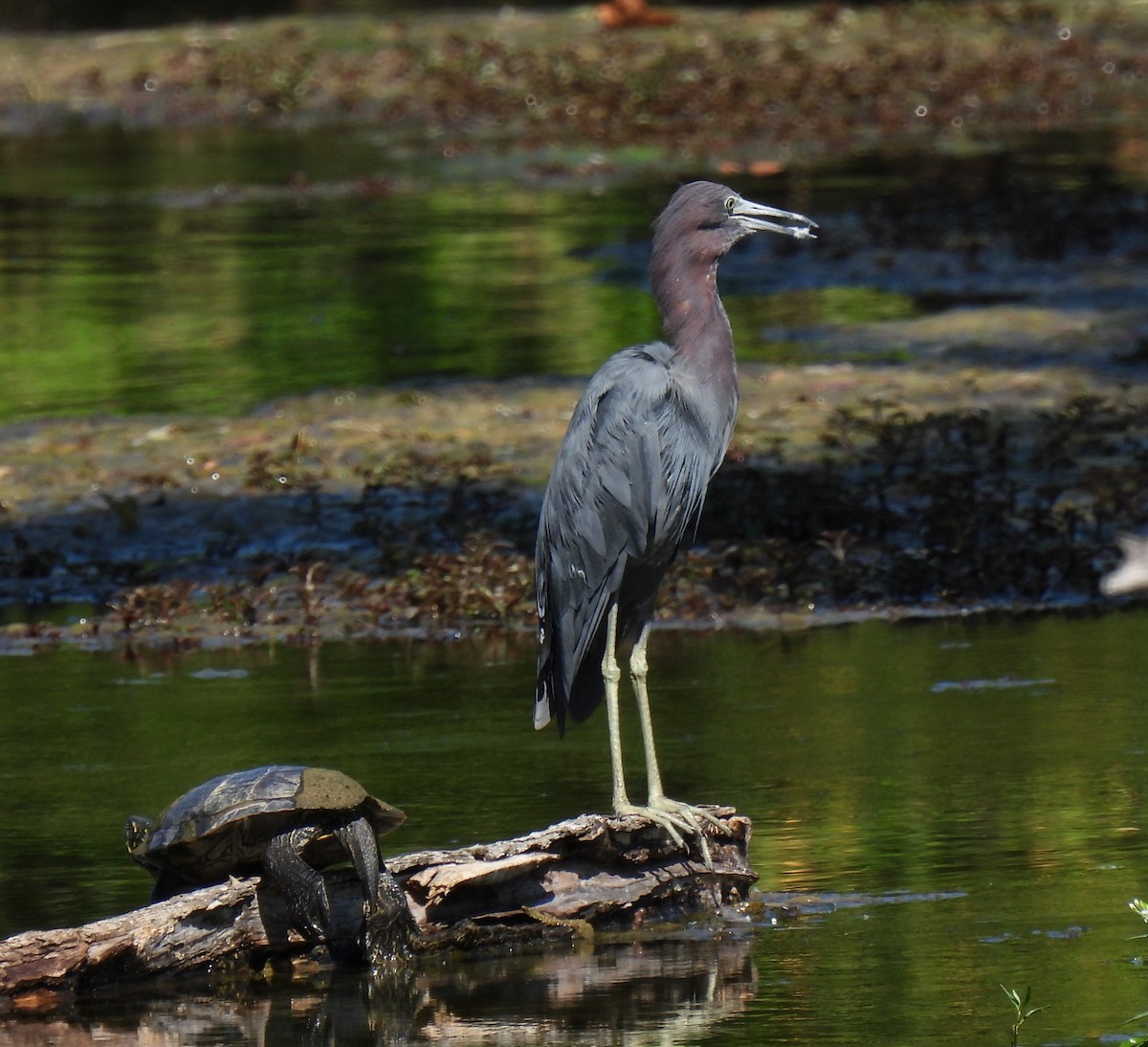 Little Blue Heron - ML641360386