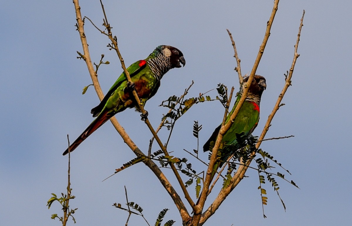 Gray-breasted Parakeet - ML641360399