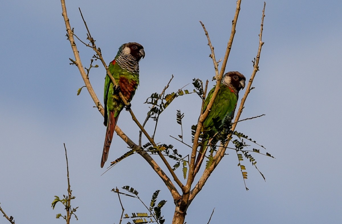 Gray-breasted Parakeet - ML641360400