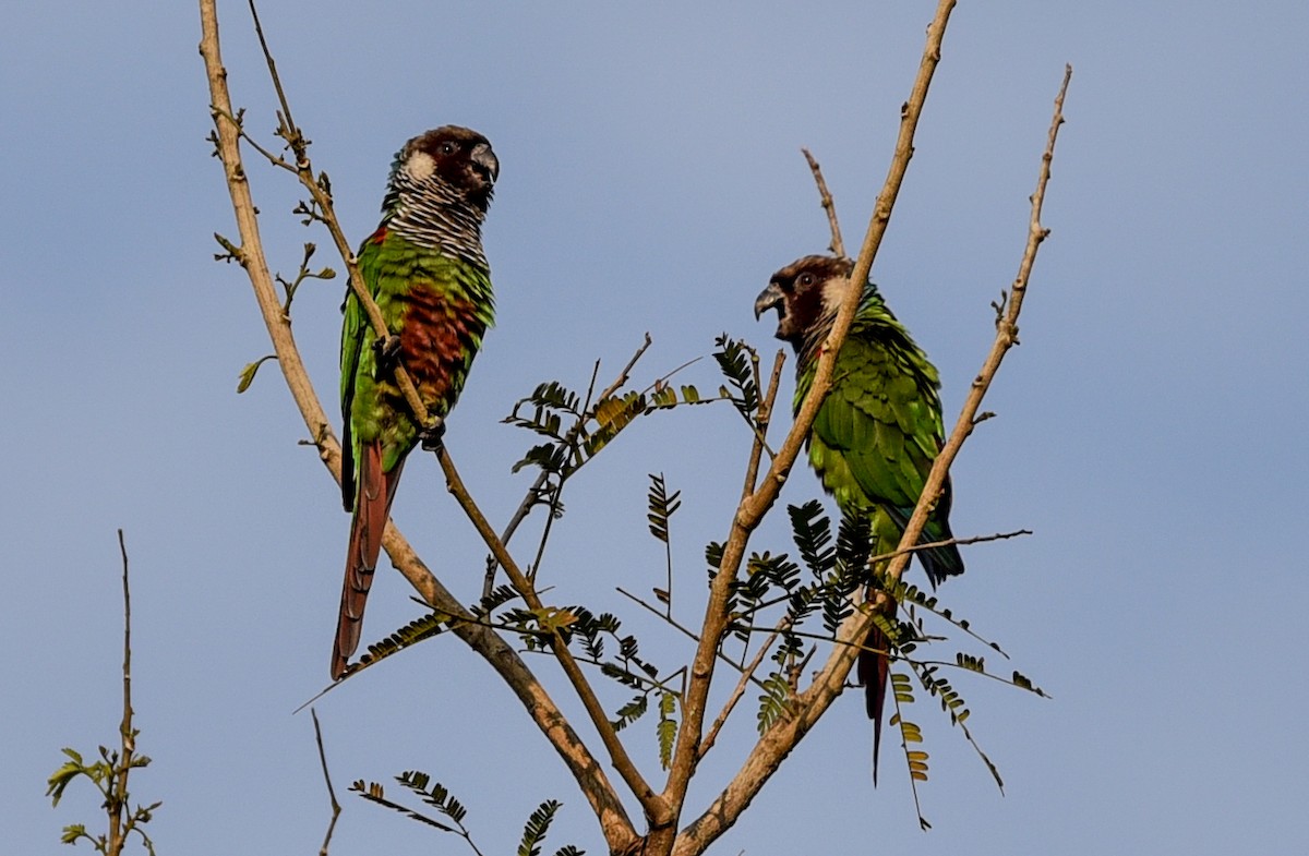 Gray-breasted Parakeet - ML641360401
