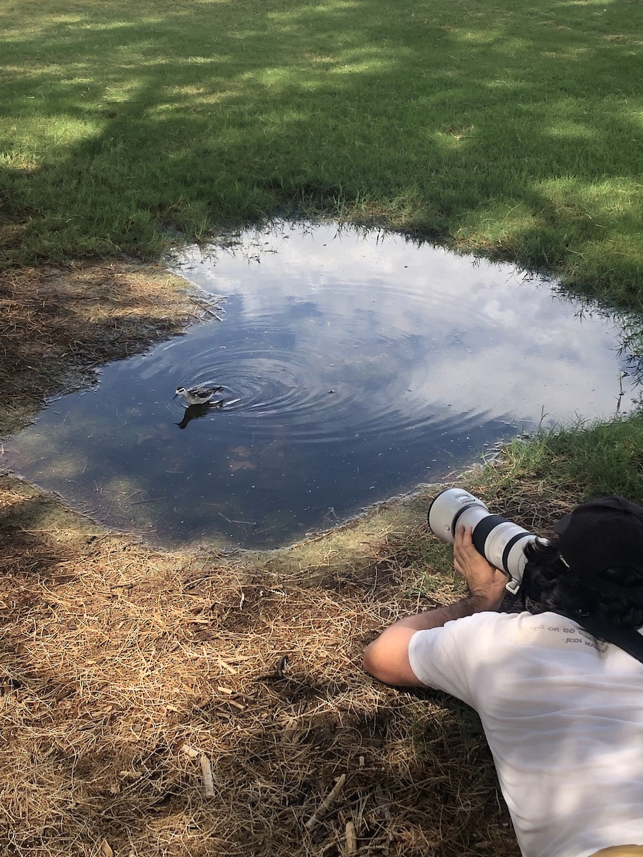 Red-necked Phalarope - ML641360443