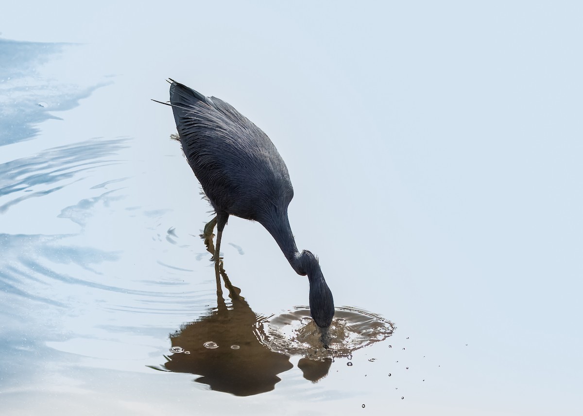 Little Blue Heron - ML641360453