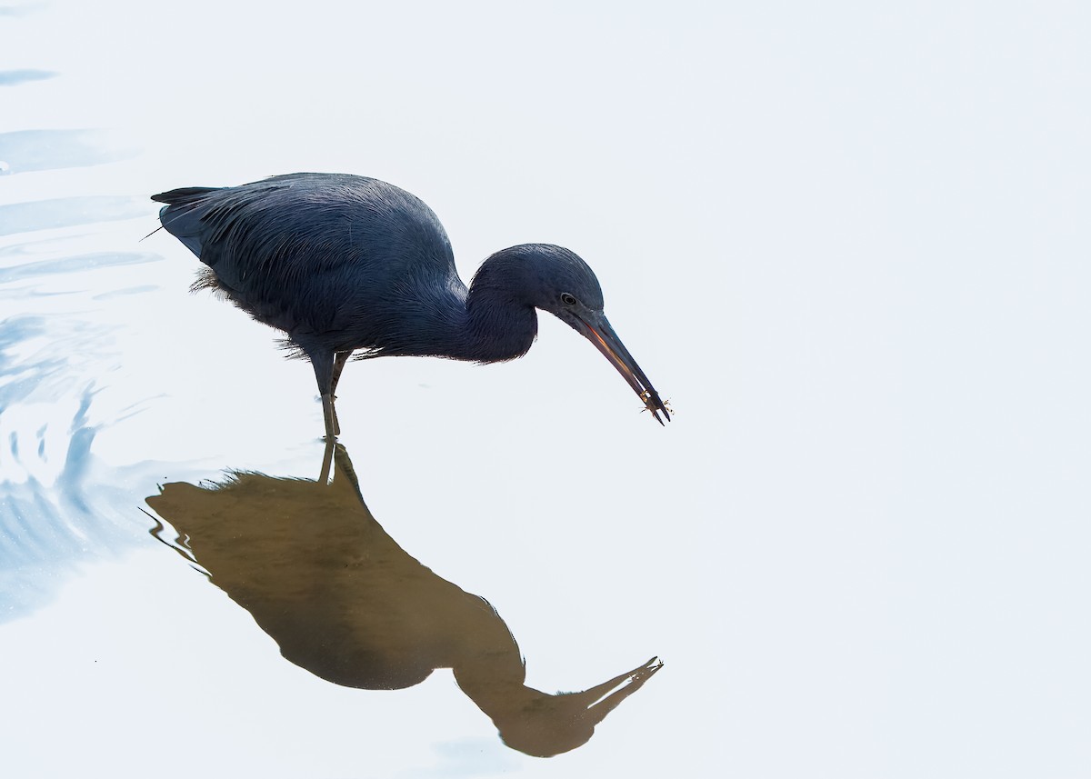 Little Blue Heron - ML641360454