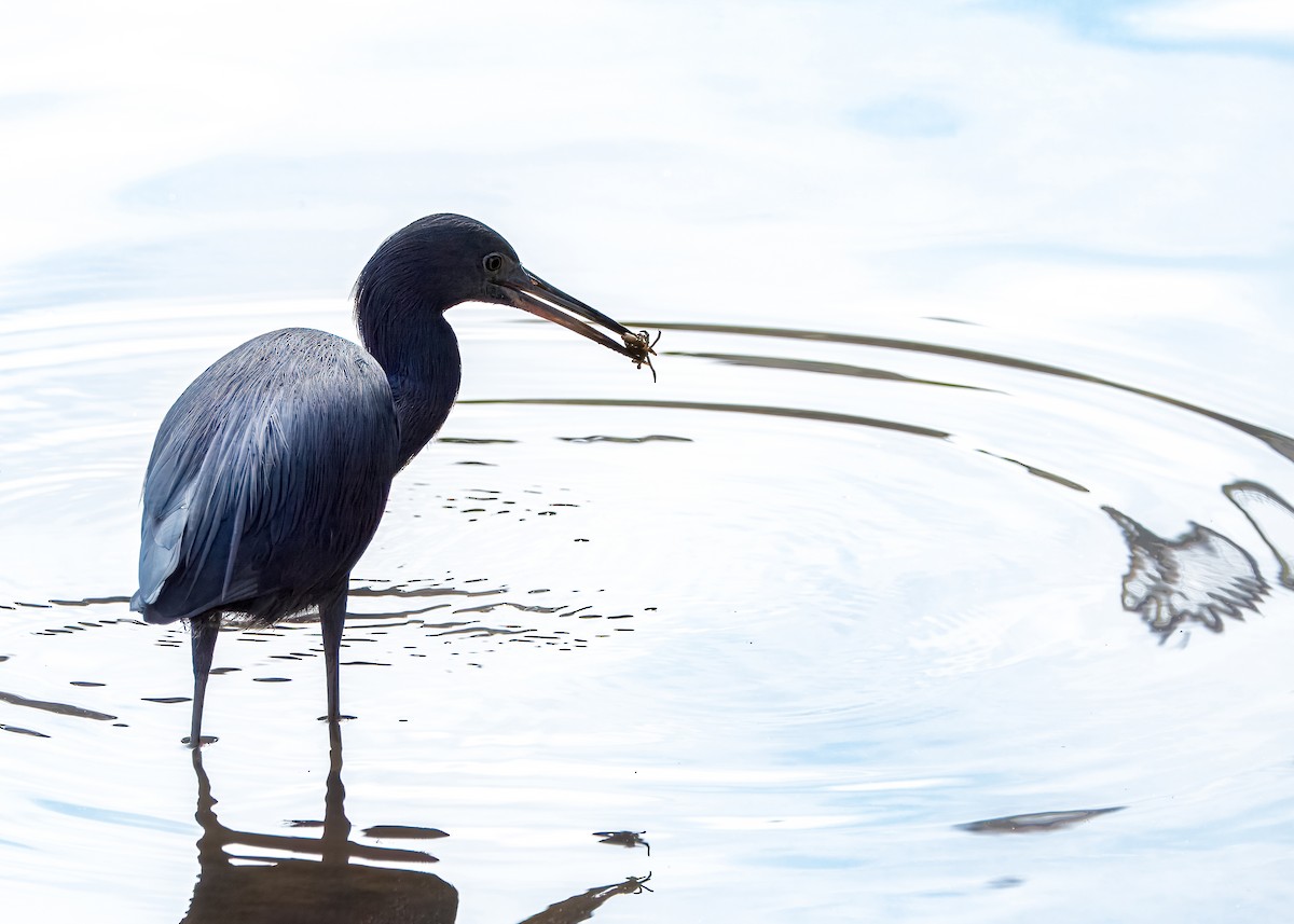 Little Blue Heron - ML641360455