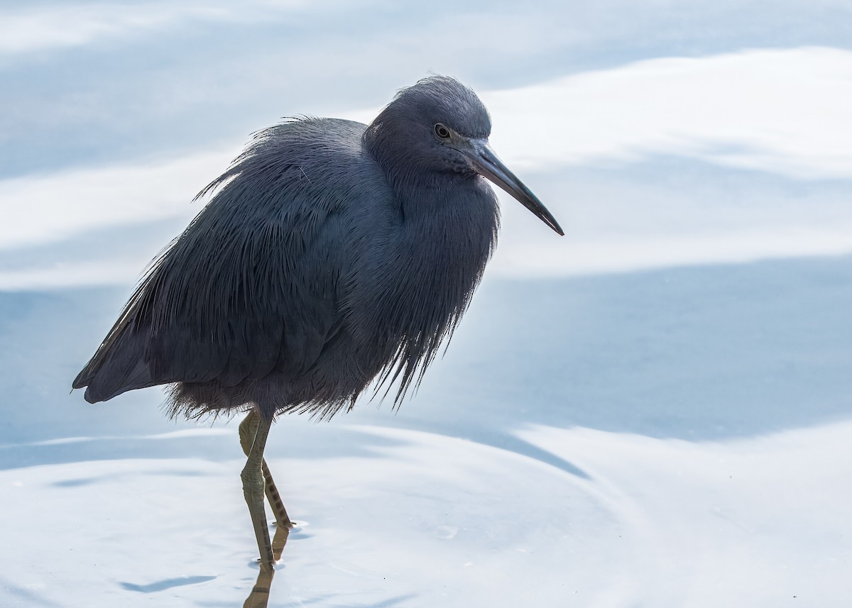 Little Blue Heron - ML641360456