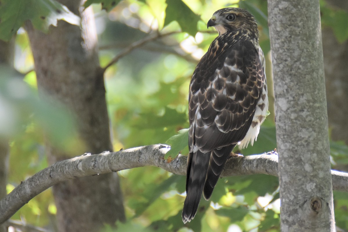 Broad-winged Hawk - ML641360458