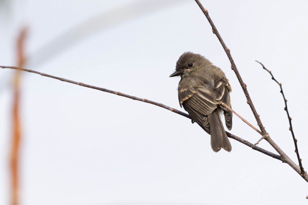 Eastern Phoebe - ML641360525