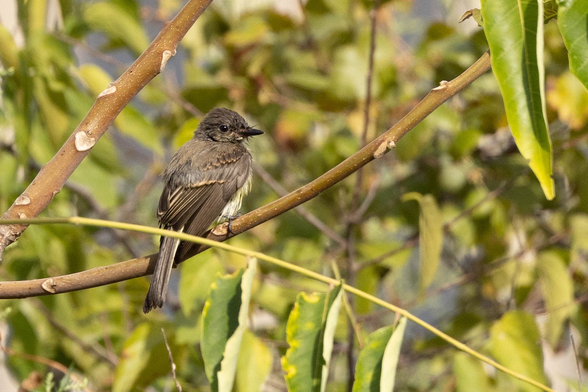Eastern Phoebe - ML641360527